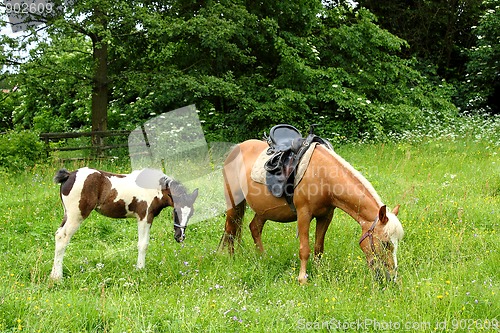 Image of mare and her foal on grass field