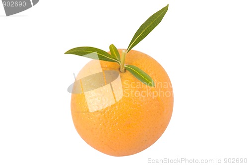 Image of orange with green leaves