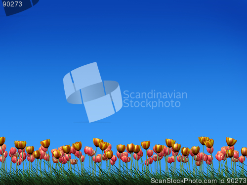 Image of Field of tulips