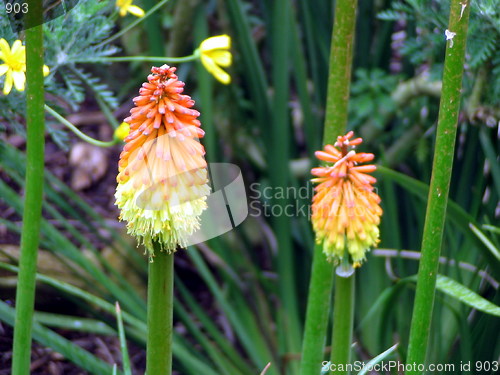 Image of Flower plants