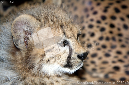 Image of Cheetah cub