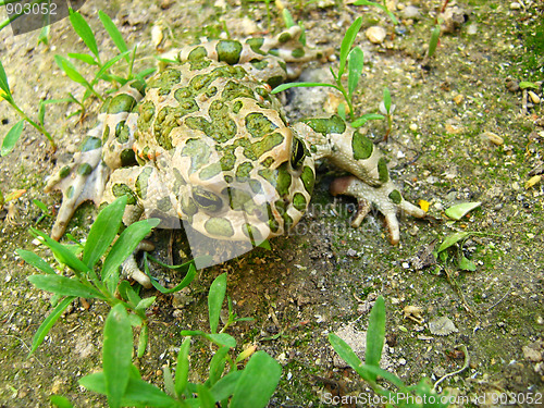 Image of toad