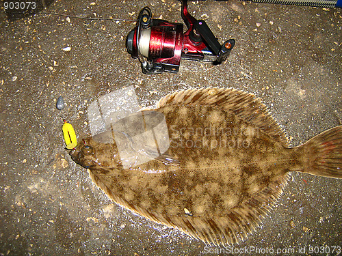 Image of flounder