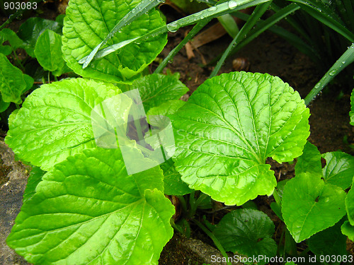 Image of beautiful plants