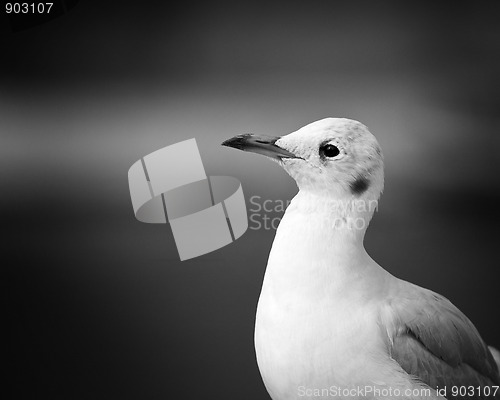 Image of Seagull