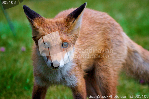 Image of Fox