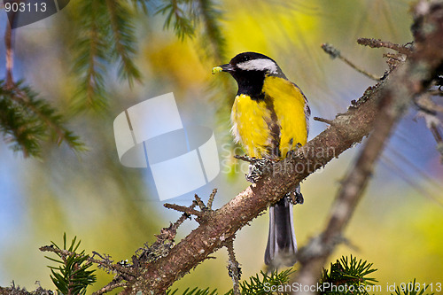 Image of Great Tit