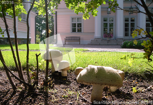 Image of Edible mushroom in garden