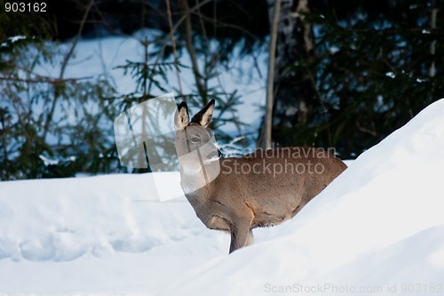 Image of Deer in snow