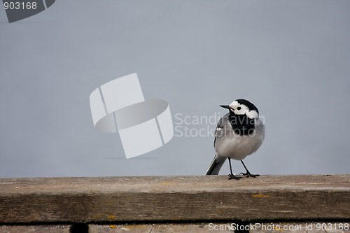 Image of white wagtail