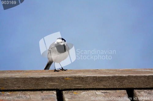 Image of white wagtail