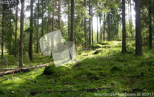 Image of Forest in the summer