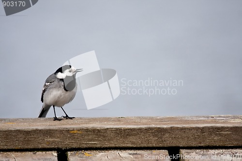 Image of White wagtail