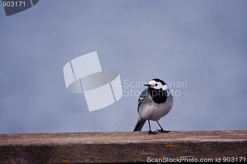 Image of white wagtail