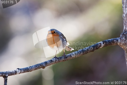 Image of red robin