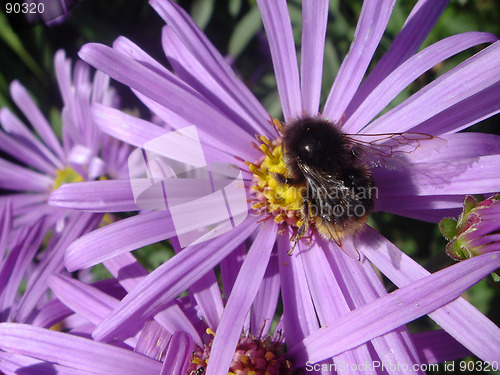 Image of Bumblebee on a purple flower