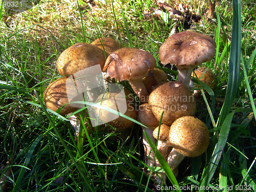 Image of Mushroom