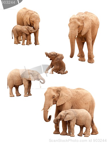 Image of Set of Elephants Isolated