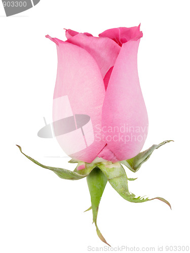 Image of One pink rose