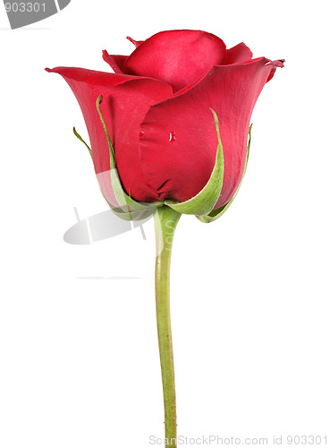Image of One red rose