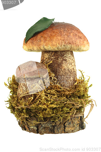 Image of Still-life of two brown mushrooms