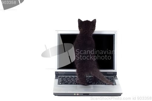 Image of Little cute kitten