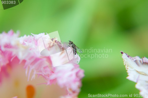 Image of Macro flower with fly