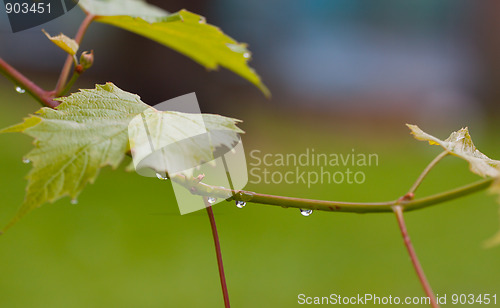 Image of Water drops after rain