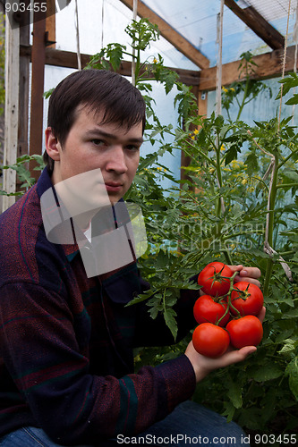 Image of Young farmer with tomatoes