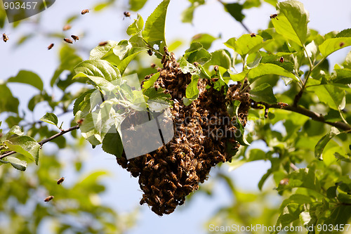 Image of Swarm of bees