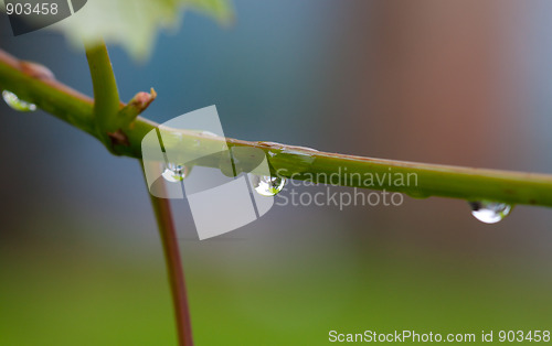 Image of Water drops after rain