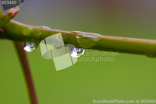 Image of Water drops after rain