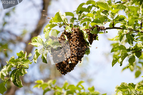 Image of Swarm of bees