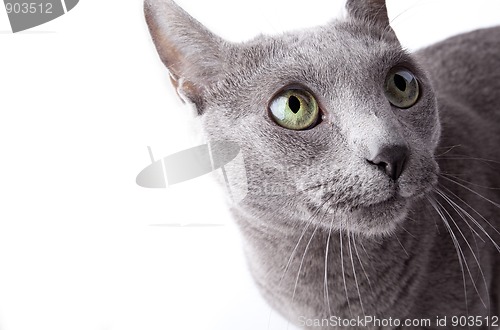 Image of Funny Russian Blue Cat