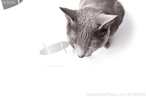 Image of Funny Russian Blue Cat