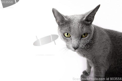 Image of Funny Russian Blue Cat