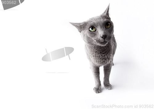 Image of Funny Russian Blue Cat