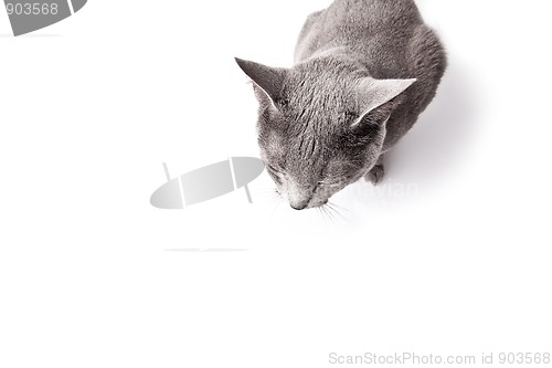 Image of Funny Russian Blue Cat