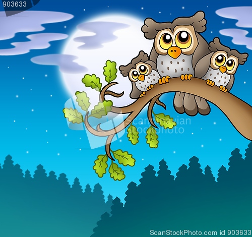 Image of Cute owls on branch at night