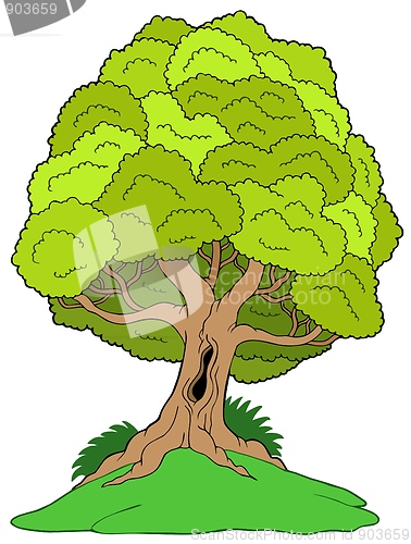 Image of Leafy tree on hill