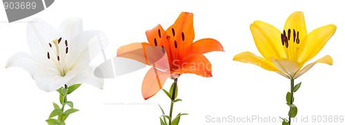 Image of Fresh lilys