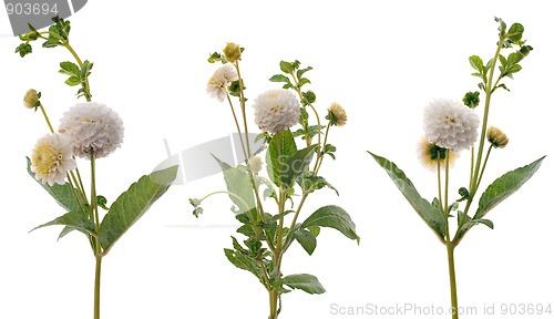 Image of White dahlias