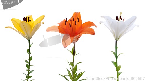 Image of Fresh lilys