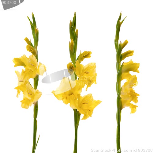 Image of Yellow gladiolus