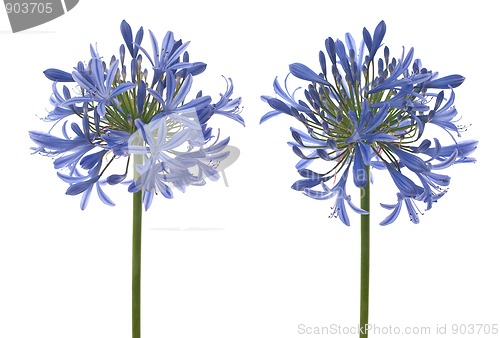 Image of Agapanthus blooms