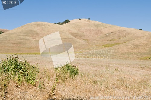Image of Brown hills
