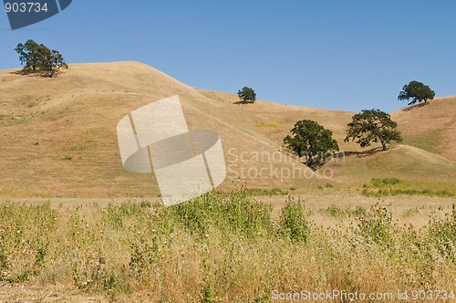 Image of Brown hills