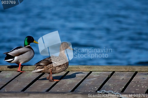 Image of Pair of ducks