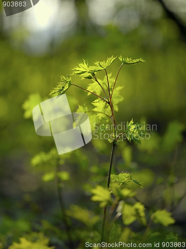 Image of Plants