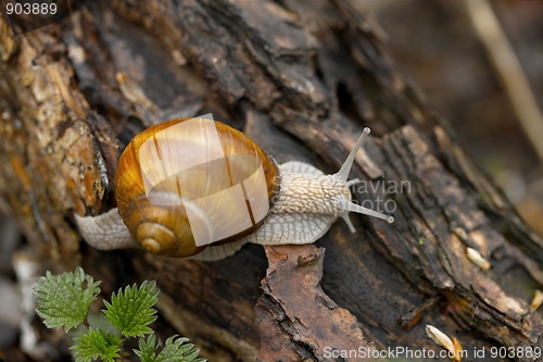 Image of Snail